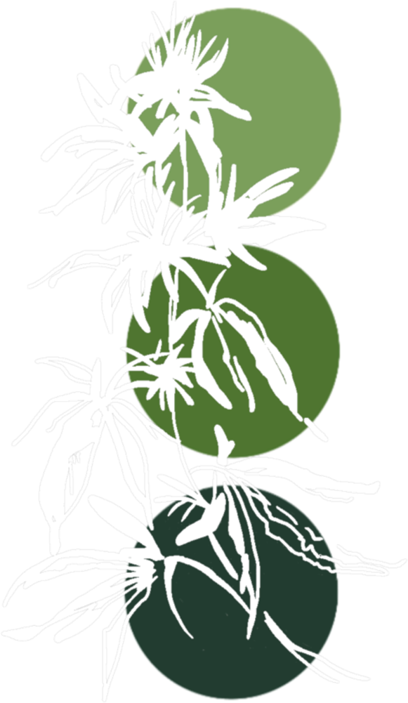 Phytology CBD